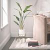 imagemDesign Steel Modern 9quot Plant Stand Planter Holder wHairpin Legs for Display Indoor Outdoor PlantFlower in Living Room Shelf Balcony Patio Garden Home Office  Concerto Collection  Soft BrassSoft Brass